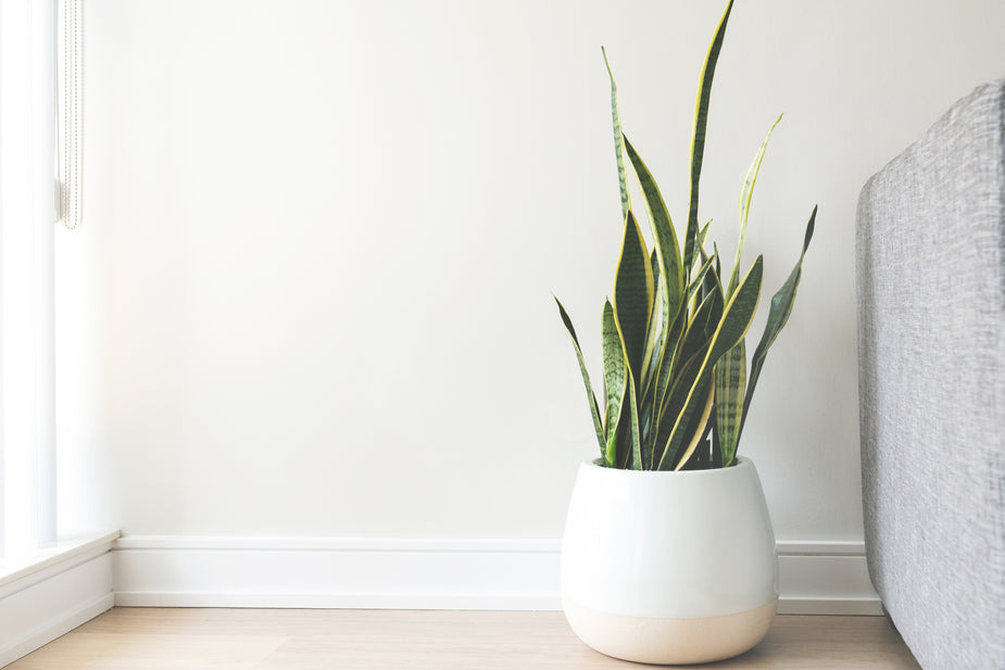 Sansevieria Snake Plant in white planter next to couch