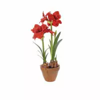 Amaryllis Arrangement - True Red
