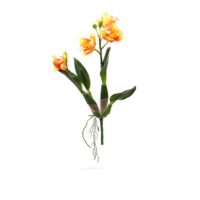 Cattleya Mini Spray - Orange