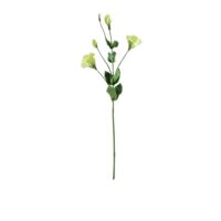 Lisianthus Spray - Lime