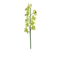 Cymbidium Orchid Spray - Green Burgundy