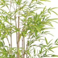 BAM-BAMBOO-1.8M---ZOOM
