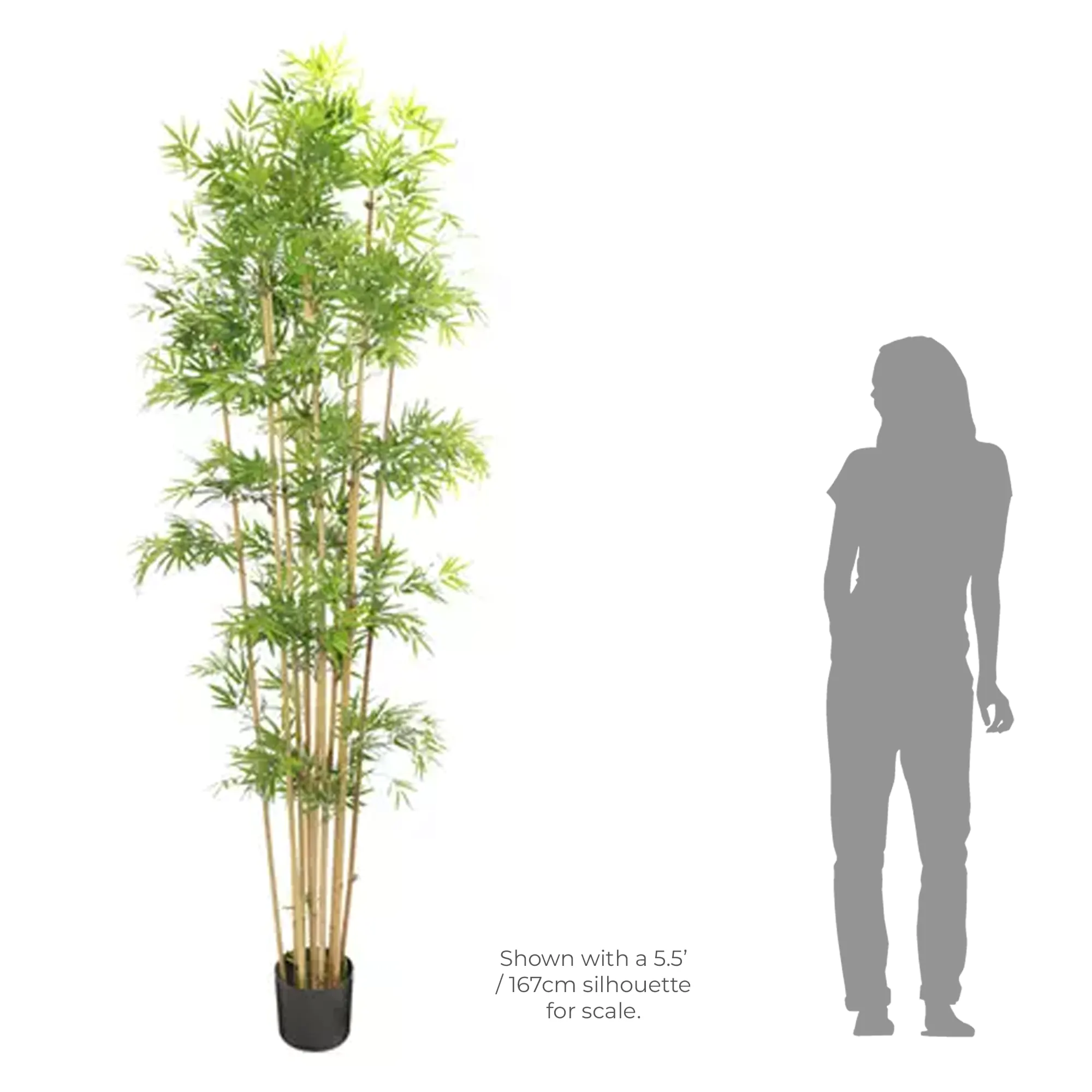 Japanese Bamboo Tree - 2.3M - Image 4