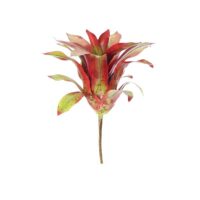 Bromeliad Plant - Red Green