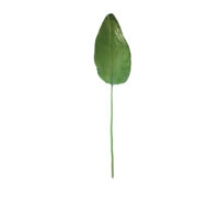 Banana Leaf - Green
