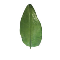 Banana Leaf - Green - Image 2