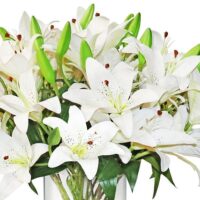 Tiger Lily Arrangement - White - Image 2