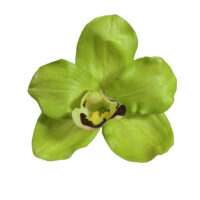 Cymbidium Orchid Spray - Green Burgundy - Image 3