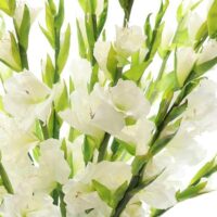 D286WH Gladiolus Arrangement - White