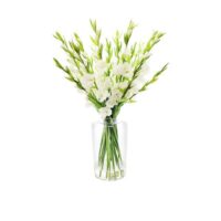 Gladiolus Arrangement - White