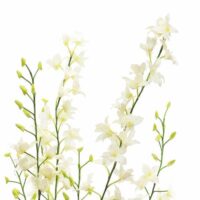 Dendrobium Orchid Arrangement - White - Image 2