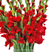 Red Gladiolus Arrangement - Image 2