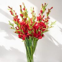 GLADIOLUS RED MIX IN VASE - Image 3