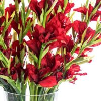 GLADIOLUS RED MIX IN VASE - Image 2