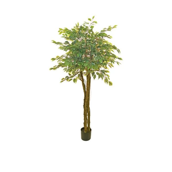 Ficus Tree