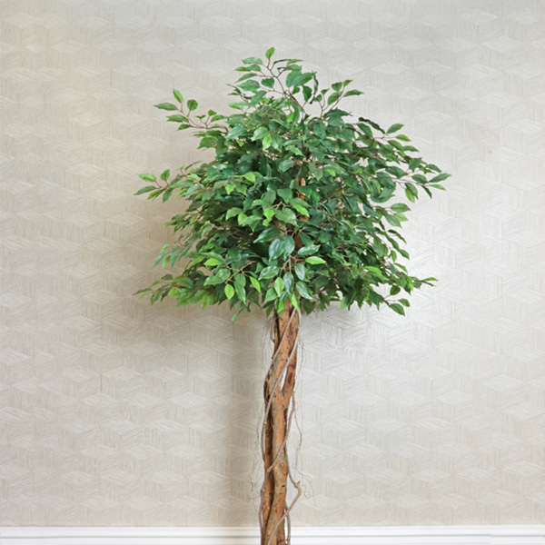 Ficus Tree Potted 180cm - Image 3