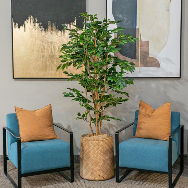Ficus Nitida Tree in Pot 170cm - Image 3