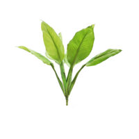 Colocasia Leaf - Green
