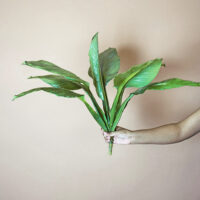Colocasia Leaf - Green - Image 3