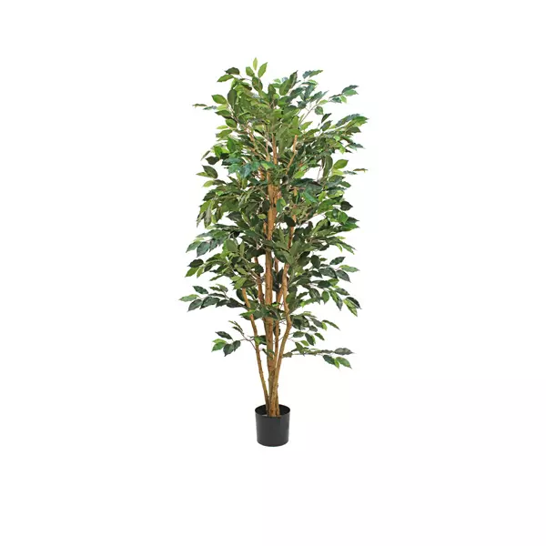 Ficus Fat Nitida Tree