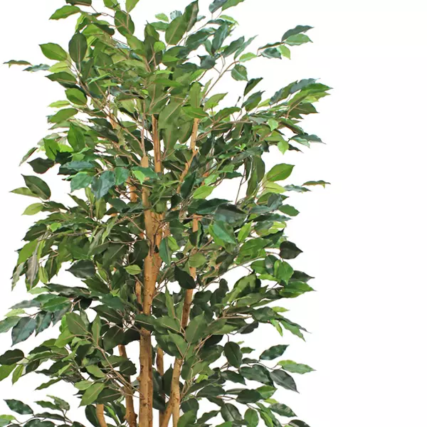 Ficus Nitida Tree in Pot 170cm - Image 2