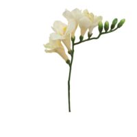 Freesia Spray - Cream - Image 2