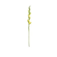 Gladiolus - Yellow