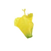 Gladiolus - Yellow - Image 2