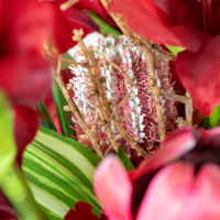 Protea & Gladiolus Arrangement - Mixed - Image 2