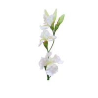 Iris Stem - White - Image 2