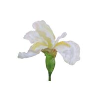 Iris Stem - White - Image 3