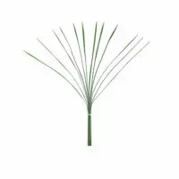 Flax Grass Large - Green
