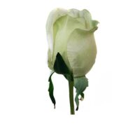 Mint Lisa Rose Stem - Image 2