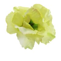 Lisianthus Flower Spray - Lime - Image 2