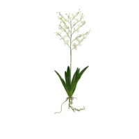 Dancing Orchid with leaves – White