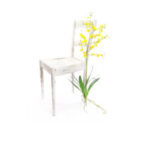 Dancing-lady Orchid (Oncidium) Spray with leaves - White - Image 3