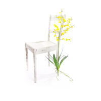 Dancing-lady Orchid (Oncidium) Spray With Leaves - Yellow - Image 3