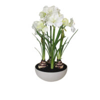 Amaryllis Arrangement - White