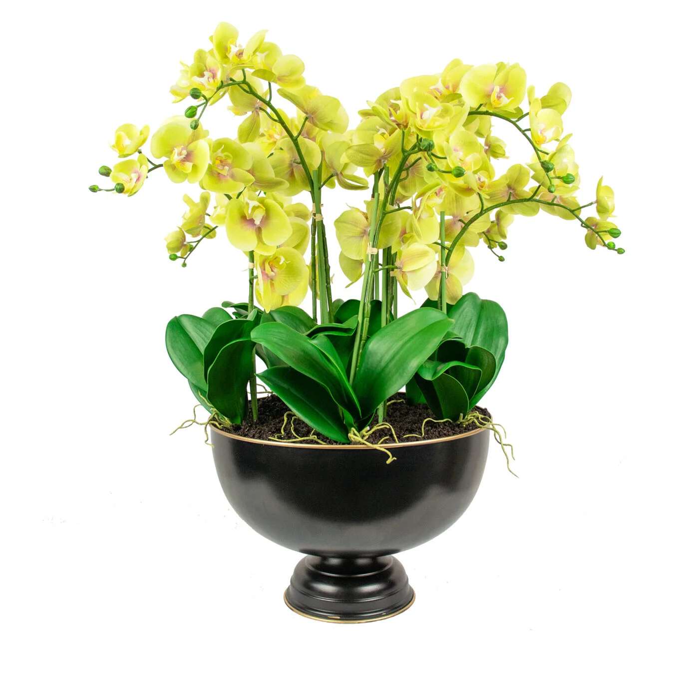 PHALAENOPSIS ORCHID GREEN IN DARK ROSE BOWL