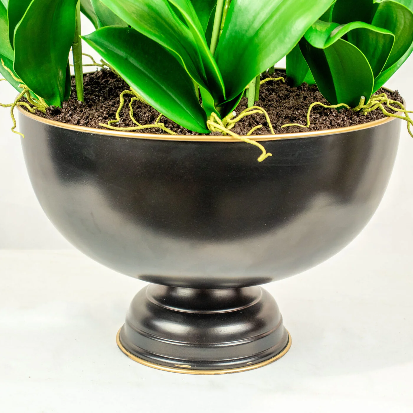 PHALAENOPSIS ORCHID GREEN IN DARK ROSE BOWL