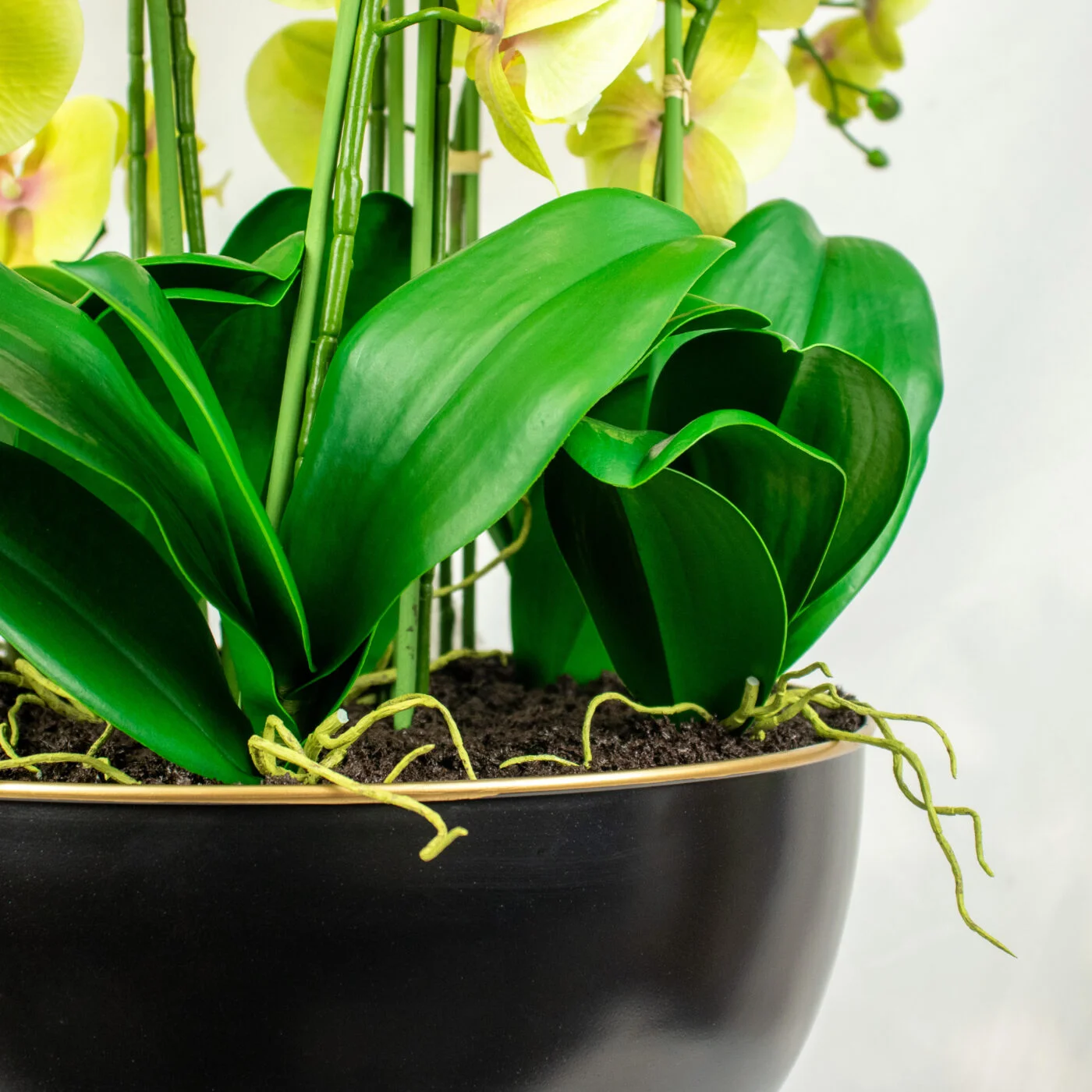 PHALAENOPSIS ORCHIDs GREEN IN DARK ROSE BOWL