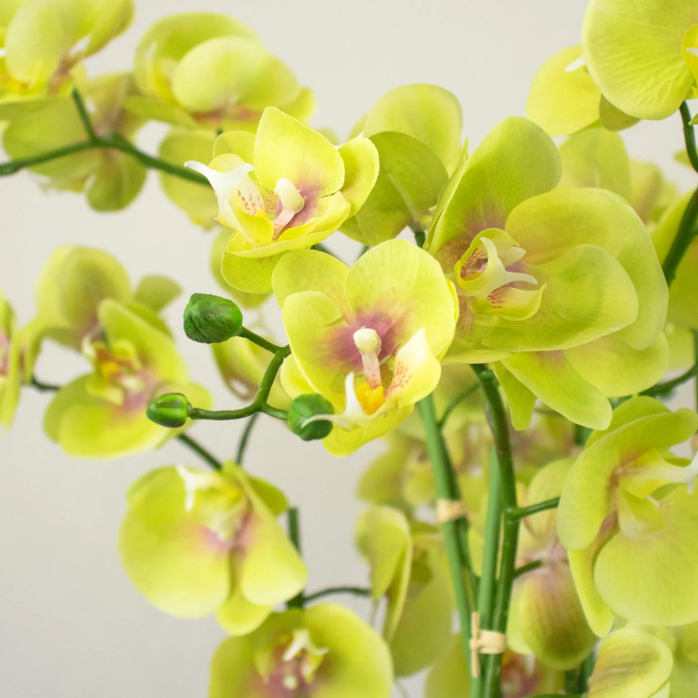 PHALAENOPSIS ORCHID GREEN IN DARK ROSE BOWL
