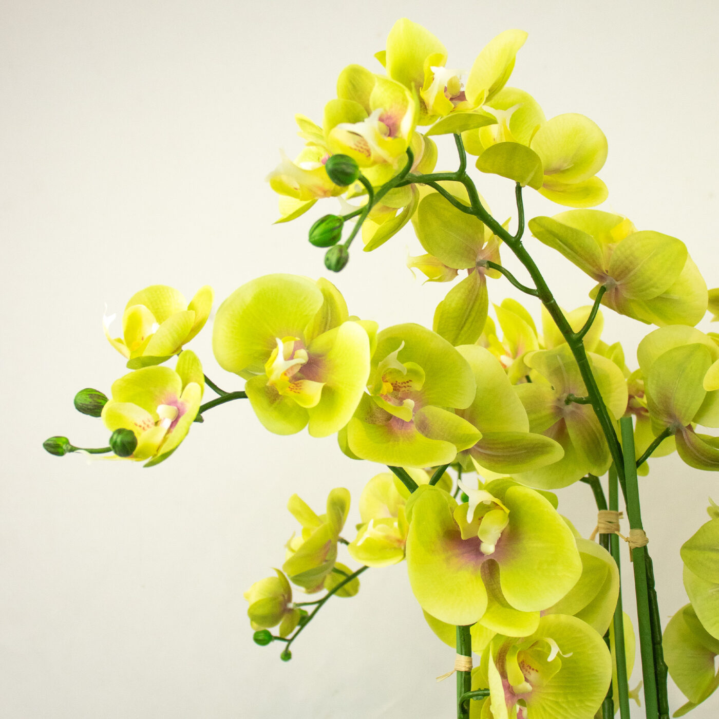 PHALAENOPSIS ORCHID GREEN IN DARK ROSE BOWL