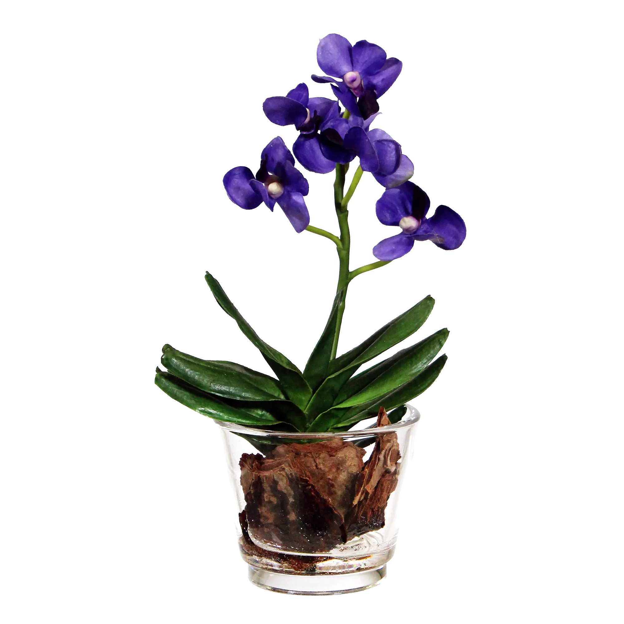Purple Vanda Orchid in Glass Vase with bark filling