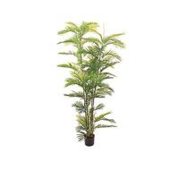 Areca Palm Tree - Large