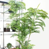 PLM-ARECA-7FT---lifestyle