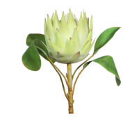 Protea Spray - Cream Green - Image 2