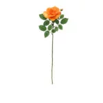 Real Garden Colin Rose - Orange