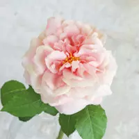 Wild Rose Spray - Pink - Image 3