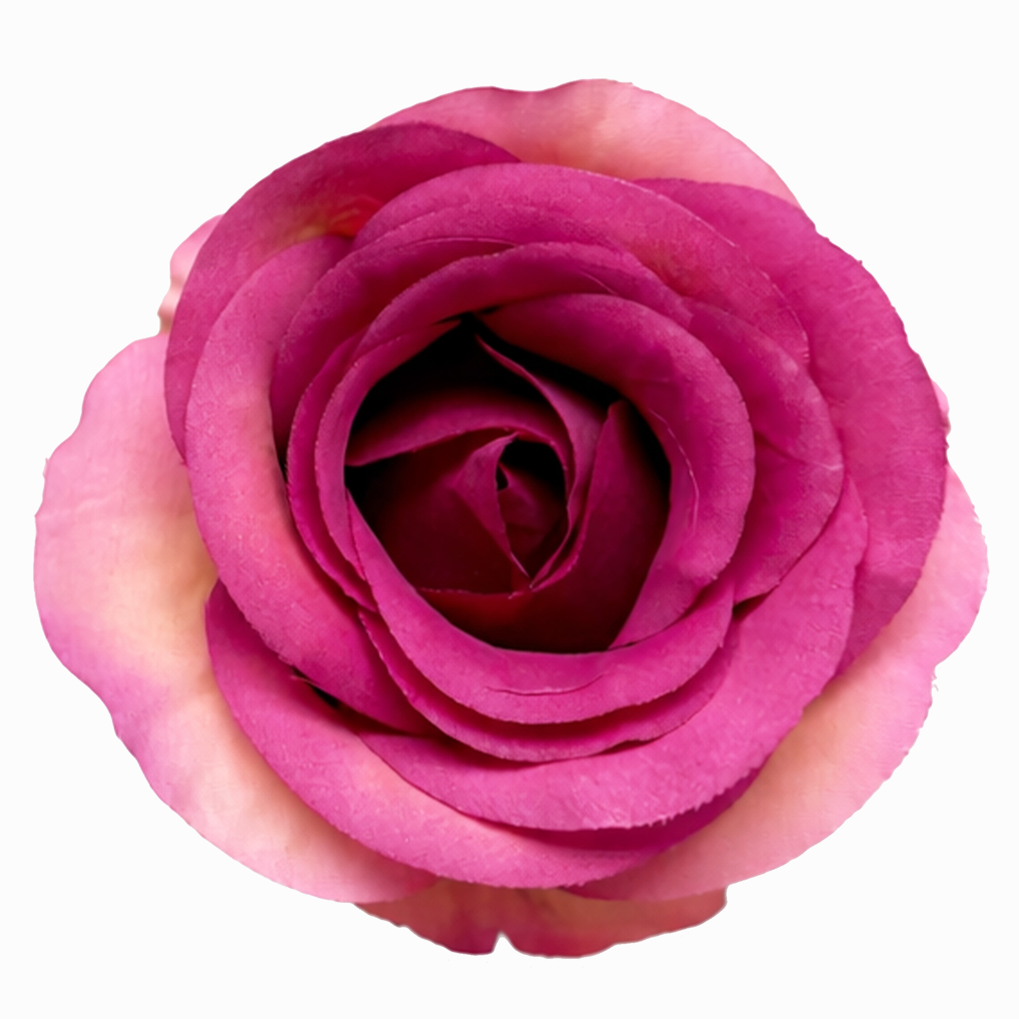 FUCHSIA ROSE STEM 69CM